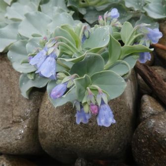 Мертензия Устричный океан (приморская)