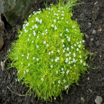 Мшанка Маленькая Фея (шиловидная)