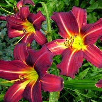 Лилейник Блэк Принц гибридный