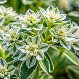 Молочай Альпийский красавец (горный)