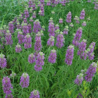 Монарда Бергамот лимонная (большой пакет)