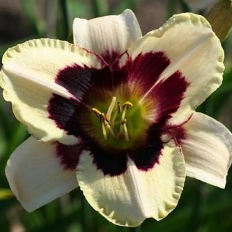 Лилейник Мунлит Маскарад