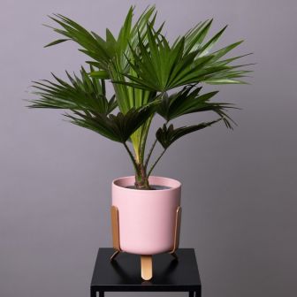 Ливистона Нефрит (китайская)