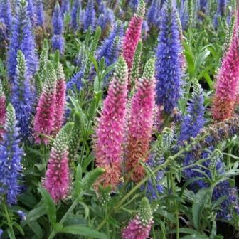 Вероника Калейдоскоп смесь колосистая