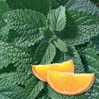 Мелисса Оранчелло