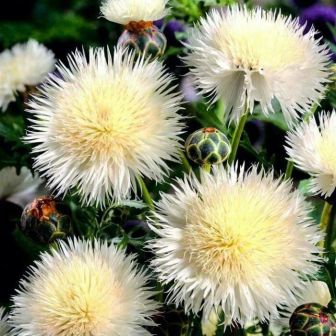 Василек Невеста мускусный