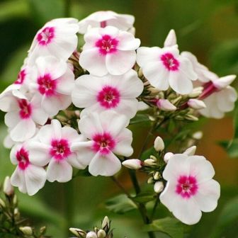 Флокс Граф Цеппелин метельчатый