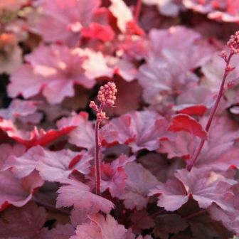 Гейхера Черри Кола (Хеухера) гибридная