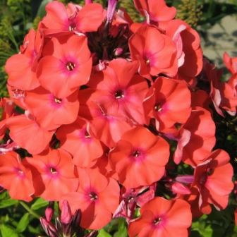 Флокс Юник Ориндж метельчатый