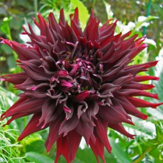 Георгина Кенора Макоп-Би