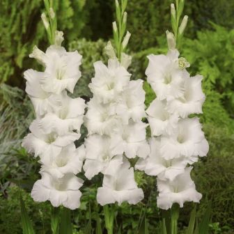 Гладиолус Бангладеш