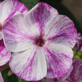 Флокс Фрекл Пёпл Шейдз