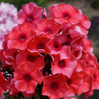 Флокс Текила Санрайз