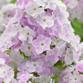 Флокс Кул Вотер