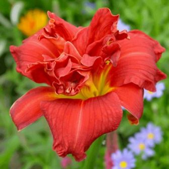 Лилейник Дабл Файркрэкер