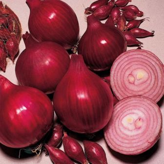 Лук севок Ред Барон, 21-24 мм, 1000 гр
