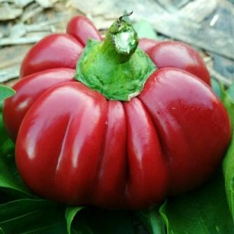 Перец Тыковка красная