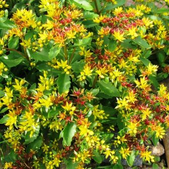 Очиток Карамель (камчатский)