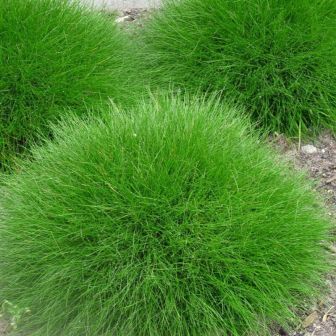 Овсяница Зеленый остров (овечья)