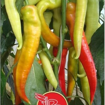 Перец Фуджи F1