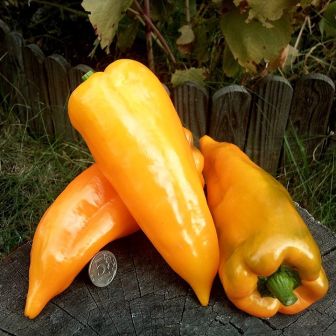 Перец Маркони Жёлтый (Marconi Yellow) (Suba Seeds) (большой пакет)