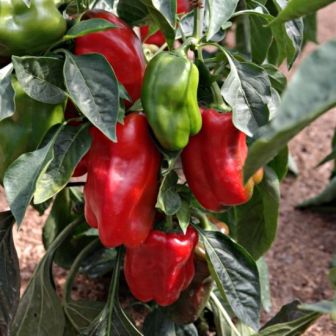 Перец Медведь