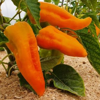 Перец Сибирская лиса