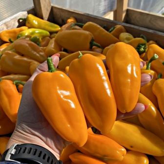 Перец Солнечная гирлянда