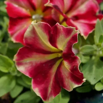 Петуния Джоконда Бордово-Жёлтая F1 (Gioconda Burgundy Yellow) (большой пакет)