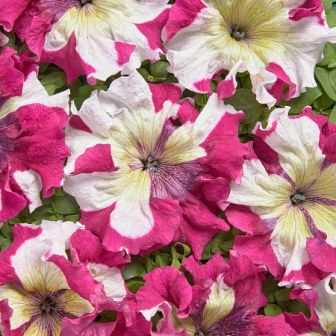 Петуния Медная пятнистая