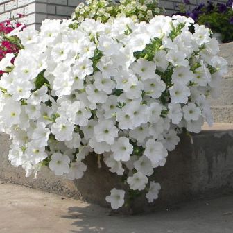 Петуния Опера Белоснежная F1