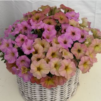 Петуния Май Джой Сансет Шейдес