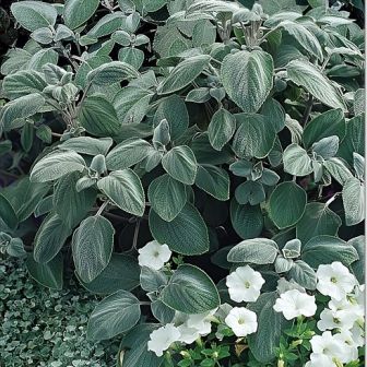 Плектрантус Сильвер Шилд