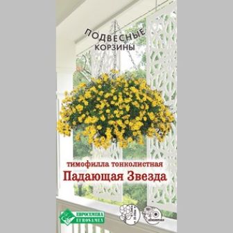 Тимофилла Падающая Звезда