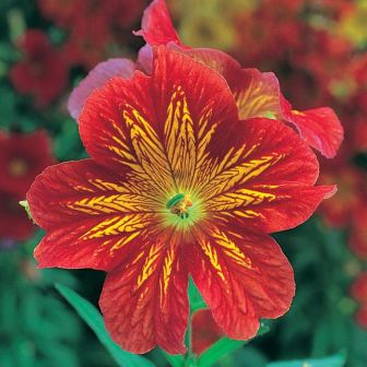 Сальпиглоссис Император Ред