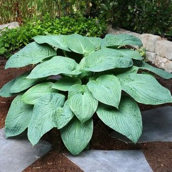 Хоста Джурассик Парк