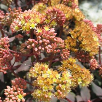 Седум Йеллоу Ксенокс