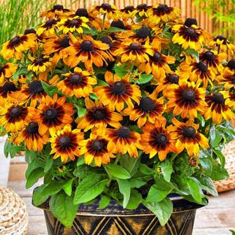 Рудбекия Тото Рустик (волосистая)