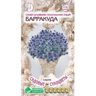 Синеголовник Барракуда (плосколистный)