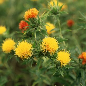 Сафлор Кохано жёлтый