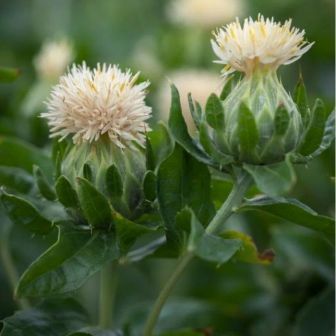 Сафлор Мороз-воевода (красильный)