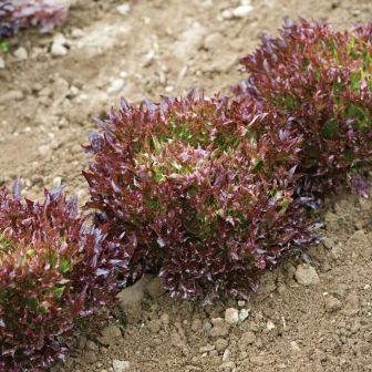 Салат Гнездо кукушки