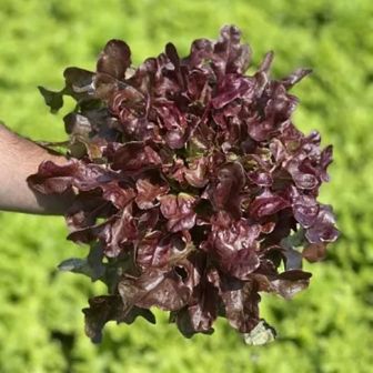 Салат Оленьи рога красный