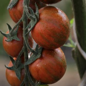 Томат Зара F1