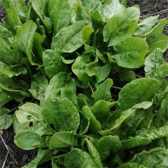 Щавель Легенда Сибири