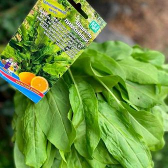 Щавель Лимонный