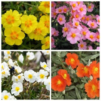 Солнцецвет Каменный цветок смесь (гелиантемум)