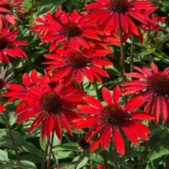 Эхинацея Артизан Бургунд F1 гибридная