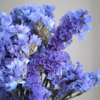 Статица Пацифик Голубая