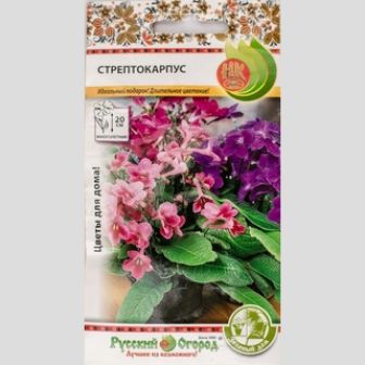 Стрептокарпус (Зеленый дом)